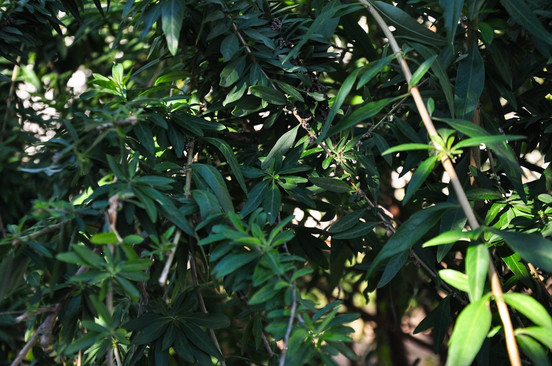 Nalewki ziołowe receptury: Tradycyjne metody przygotowania 9 Photo Herbal tinctures