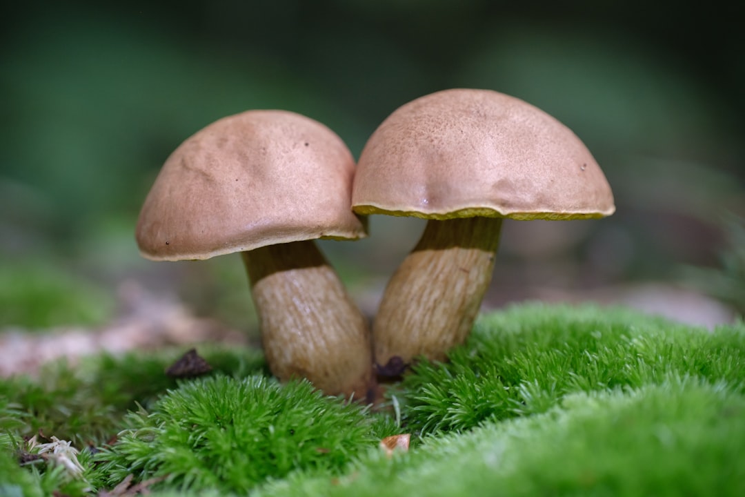 Photo medicinal mushrooms