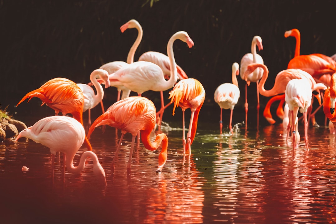 Photo exotic animals Poland